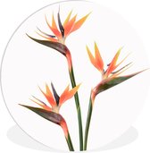 WallCircle - Wandcirkel ⌀ 90 - Bloemen - Oranje - Natuur - Planten - Ronde schilderijen woonkamer - Wandbord rond - Muurdecoratie cirkel - Kamer decoratie binnen - Wanddecoratie muurcirkel - Woonaccessoires