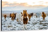 Canvas - Verschillende Kleuren IJslander Paarden in Besneeuwd Landschap - 150x100 cm Foto op Canvas Schilderij (Wanddecoratie op Canvas)