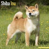 Shiba Inu Kalender 2020