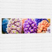 Muursticker - Tafereel van Verschillende Kleuren Hyacinten - 120x40 cm Foto op Muursticker