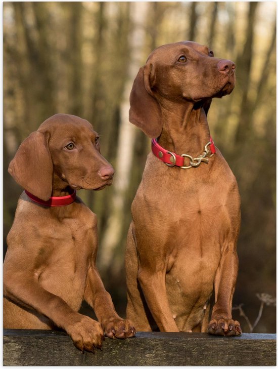 Poster Glanzend – Twee Nieuwsgierige Honden op Houten Hek - 30x40 cm Foto op Posterpapier met Glanzende Afwerking