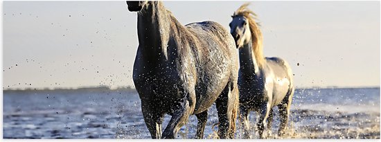 Poster (Mat) - Rennende Paarden door het Lage Zeewater - 120x40 cm Foto op Posterpapier met een Matte look