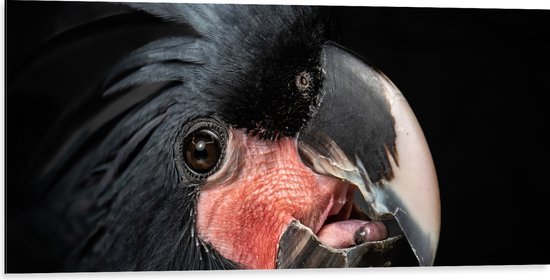 Dibond - Zwartkleurige Kaketoe Vogel tegen Zwarte Achtergrond - 100x50 cm Foto op Aluminium (Wanddecoratie van metaal)