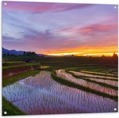 Tuinposter – Zonsondergang bij de Rijstvelden in Indonesië - 100x100 cm Foto op Tuinposter (wanddecoratie voor buiten en binnen)