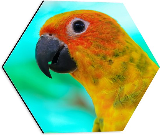 Dibond Hexagon - Zijaanzicht van Kop van Oranje met Gele Conure Papegaai - 40x34.8 cm Foto op Hexagon (Met Ophangsysteem)