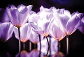 Fotobehang Flowers Poppies | XXXL - 416cm x 254cm | 130g/m2 Vlies