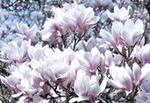 Papier peint Fleurs Magnolia | XXL - 312 cm x 219 cm | Polaire 130g / m2