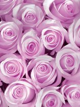Fotobehang Pink Roses | XXL - 206cm x 275cm | 130g/m2 Vlies