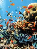 Fotobehang Sea Ocean Fish Corals  | XXL - 206cm x 275cm | 130g/m2 Vlies