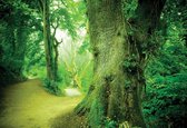 Papier peint Forêt Nature Arbres | PANORAMIQUE - 250cm x 104cm | Polaire 130g / m2