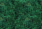 Fotobehang Grass Texture | XL - 208cm x 146cm | 130g/m2 Vlies