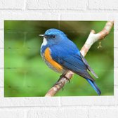 Muursticker - Blauwe Vogel met Oranje Borstje op Dunne Tak - 40x30 cm Foto op Muursticker