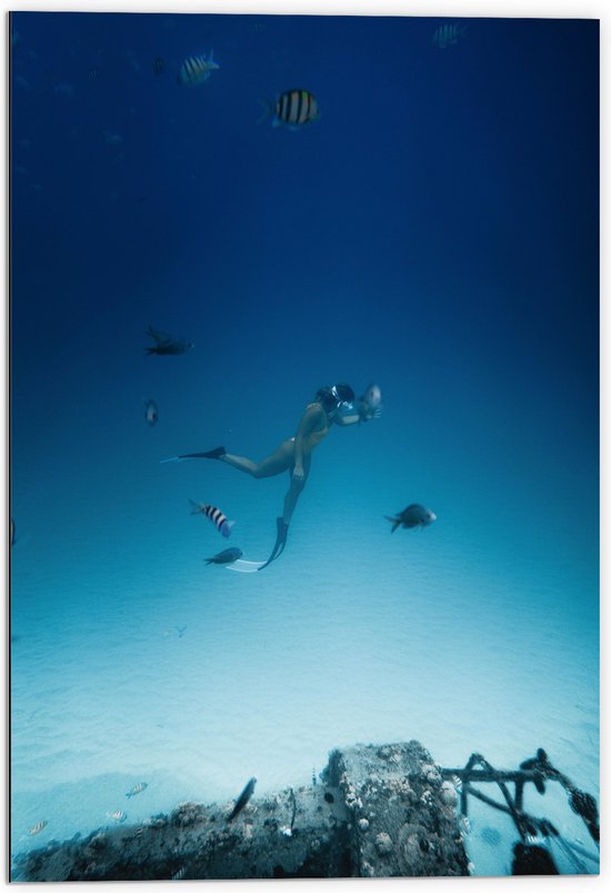 WallClassics - Dibond - Duiker Zwemmend met Vissen op Zeebodem - 70x105 cm Foto op Aluminium (Met Ophangsysteem)