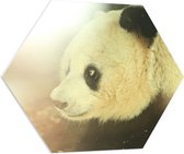 WallClassics - PVC Schuimplaat Hexagon - Zonlicht op Panda - 70x60.9 cm Foto op Hexagon (Met Ophangsysteem)