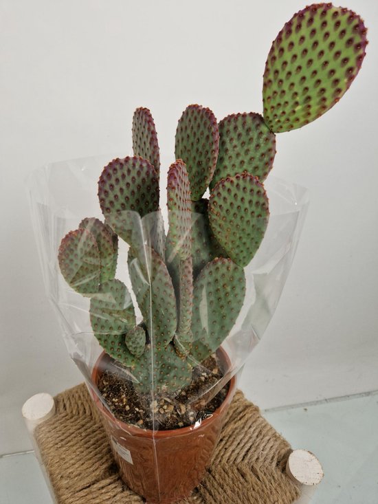 Cactus Opuntia Microdasys Rufida (Oreille à Picots Rouge-brun) - Pot 5,5 Cm - Plante D'intérieur Facile D'entretien