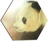 WallClassics - Dibond Hexagon - Zonlicht op Panda - 40x34.8 cm Foto op Hexagon (Met Ophangsysteem)