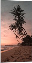 WallClassics - Acrylglas - Groepje Hoge Palmbomen op het Strand bij Zonsondergang - 50x100 cm Foto op Acrylglas (Met Ophangsysteem)