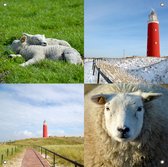 Texelphotos.nl - Foto collage als tuinposter – Texel Duinen - Duin - Strand - Noordzee - Wolken - Lammetjes - Schapen - Tuindecoratie - Tuinposter - Natuur - Landschap - Foto collage - 90 x 90 cm.