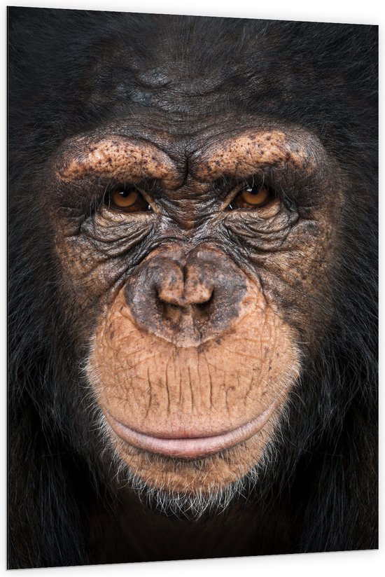 Dibond - Portretfoto van Kop van Booskijkende Chimpansee - 100x150 cm Foto op Aluminium (Met Ophangsysteem)