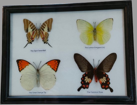 vlinder in lijst vlinders insect insecten vlinders echt