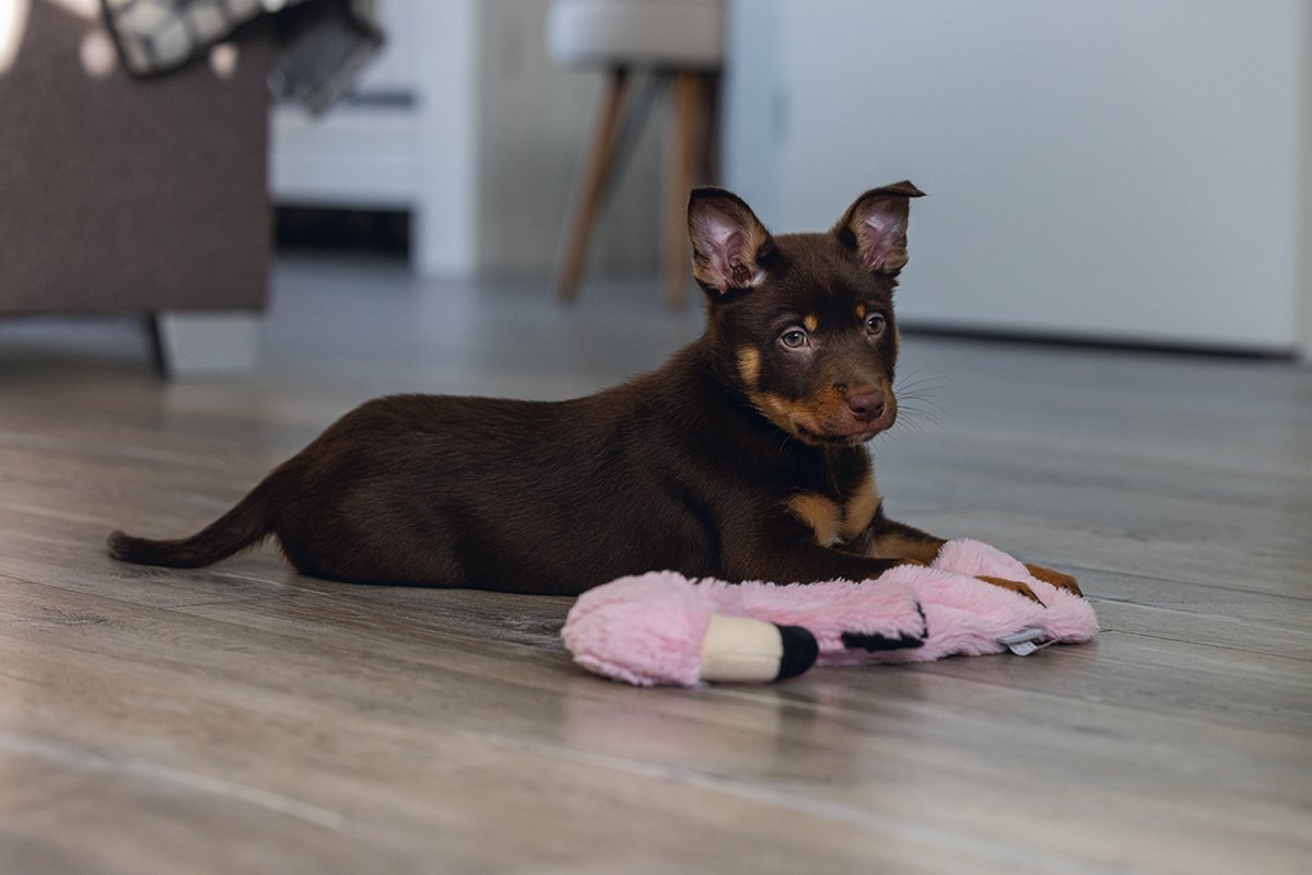 Beeztees Puppy Flatino Flamingo - Zacht knuffeltoyspeelgoed thumbnail 4