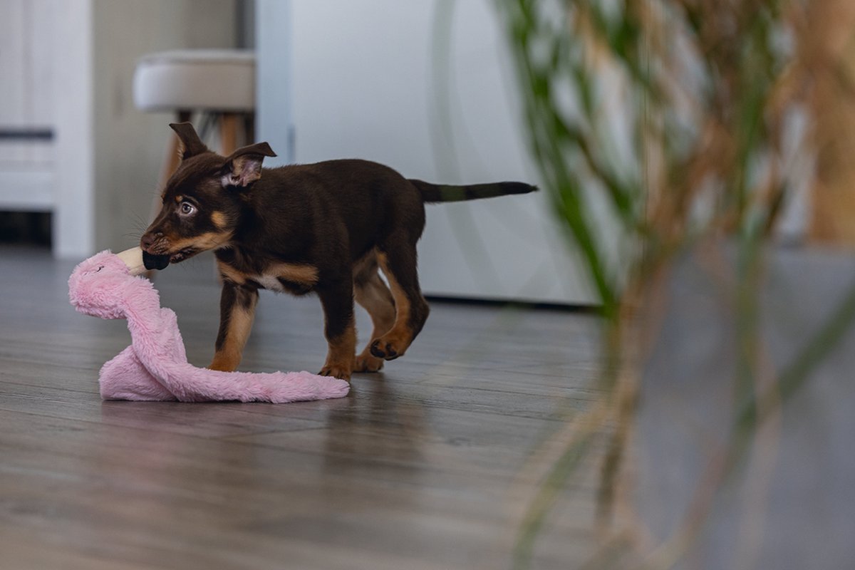 Beeztees Puppy Flatino Flamingo - Zacht knuffeltoyspeelgoed
