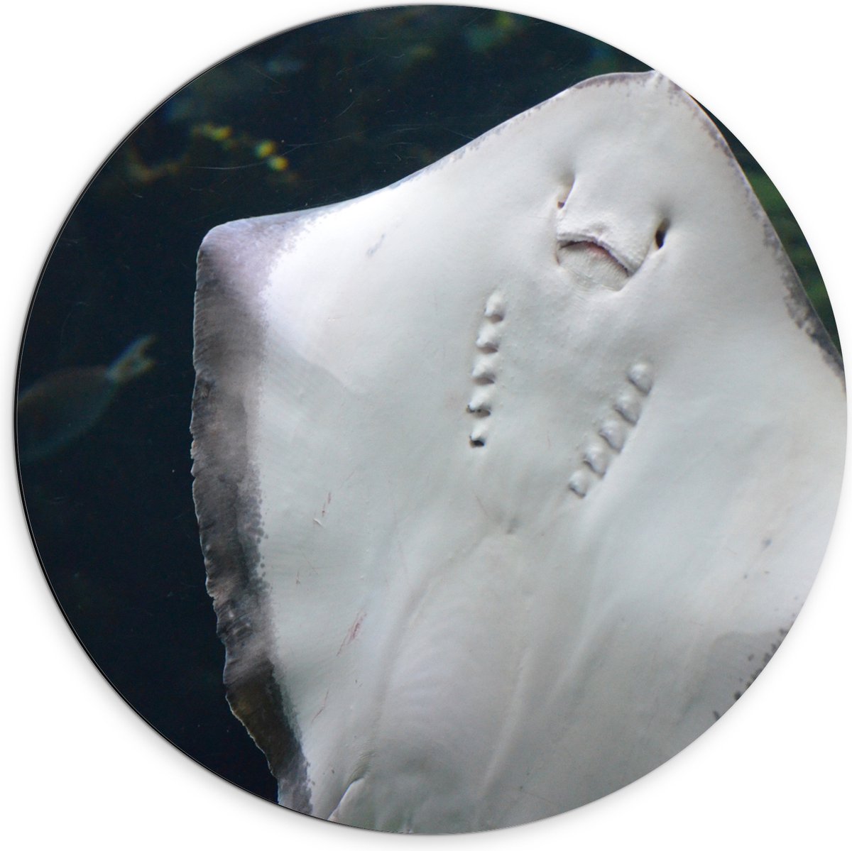 Dibond Muurcirkel - Onderaanzicht van Rog zwemmend tegen Aquarium - 70x70 cm Foto op Aluminium Muurcirkel (met ophangsysteem)