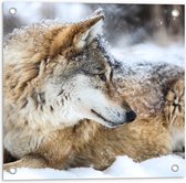 Tuinposter – Omkijkende Bruine Wolf liggend in Besneeuwd Bos - 50x50 cm Foto op Tuinposter (wanddecoratie voor buiten en binnen)
