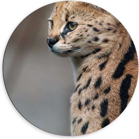 Dibond Muurcirkel - Opzijkijkende Serval Katachtige - 60x60 cm Foto op Aluminium Muurcirkel (met ophangsysteem)