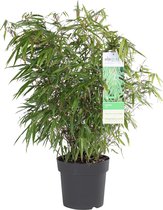WL Plants - Fargesia Rufa - Bamboe - Ne prolifère pas - Rustique - À feuilles persistantes - Plantes de jardin - ± 80 cm de haut - 23 cm de diamètre - en pot de culture