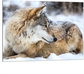 Dibond - Omkijkende Bruine Wolf liggend in Besneeuwd Bos - 100x75 cm Foto op Aluminium (Wanddecoratie van metaal)