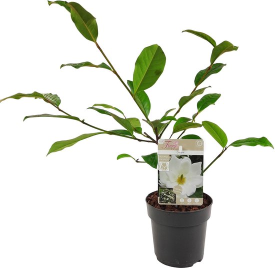 Hello Plants Michelia Fairy Magnolia Cream Heg Haag Ø 13 cm Hoogte