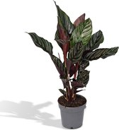 Hello Plants Calathea Ornata Pinstripe - 2 Stuks - Ø 14 cm - Hoogte: 50 cm - Kamerplant Pauwenplant