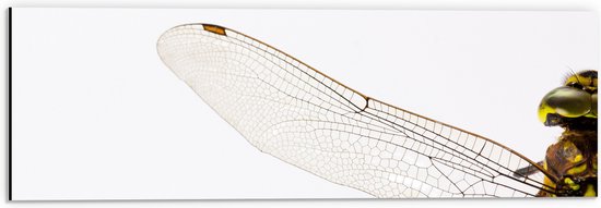 Dibond - Doorzichtige Vleugels van Libel tegen Witte Achtergrond - 60x20 cm Foto op Aluminium (Wanddecoratie van metaal)