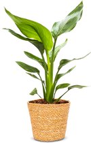 WL Plants - Strelitzia Reginae - Paradijsvogelbloem - Paradijsvogelplant - Kamerplanten - Luchtzuiverende Kamerplanten - ± 35cm hoog - 12cm diameter - in Bruine Mand
