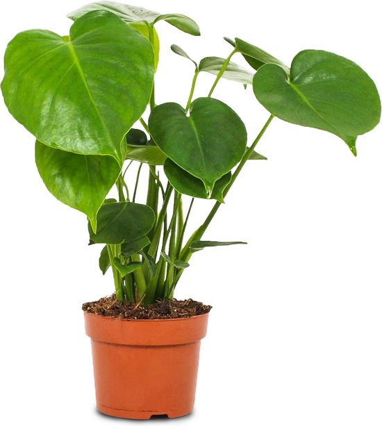 keuken energie Idioot WL Plants - Monstera Deliciosa - Kamerplanten - Monstera - Gatenplant -...  | bol.com