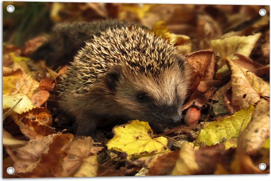 Foto: Tuinposter kleine egel tussen hoge stapel herfstbladeren 75x50 cm foto op tuinposter wanddecoratie voor buiten en binnen 