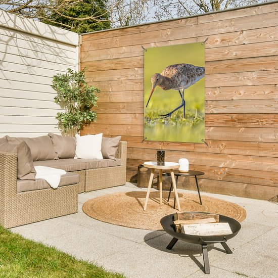 Posters de jardin extérieur Vogels - Herbe - Paysage - Barge à queue noire - 60x90 cm