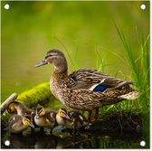 Tuinposters Eend - Vogels - Water - Tak - Mos - 50x50 cm - Tuindoek - Buitenposter