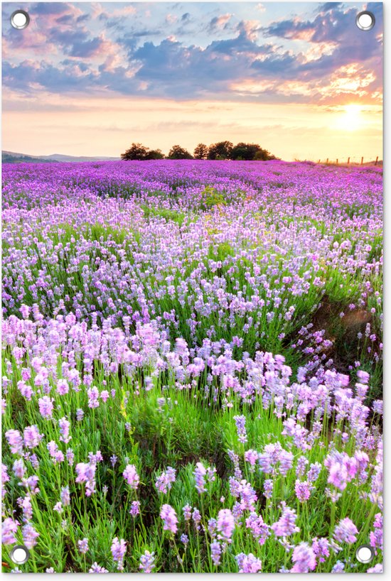 Tuinposter bloemen - Lavendel - Landschap - Zonsondergang - Natuur - Lucht - Tuin - Tuindecoratie - Tuinschilderij voor buiten - Schutting decoratie - 40x60 cm - Schuttingdoek - Tuindoek - Buitenposter