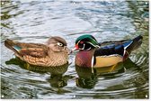 Tuinposter - Tuindoek - Tuinposters buiten - Eend - Vogels - Water - Veren - Dieren - 120x80 cm - Tuin