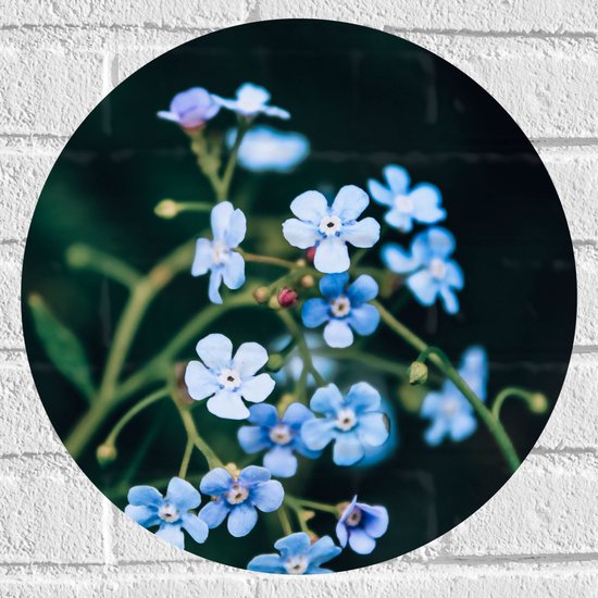 Muursticker Cirkel - Kleine Blauwe Bloemen - 40x40 cm Foto op Muursticker
