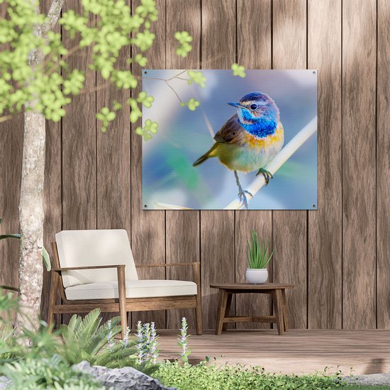 Gards Affiche de jardin Vogel Gorgebleue colorée sur une branche - 100x80 cm - Toile jardin - Décoration de jardin - Décoration murale extérieur - Tableau jardin