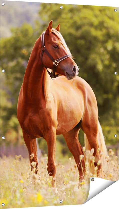 Gards Tuinposter Bruin Paard in de Wei - 80x120 cm - Tuindoek - Tuindecoratie - Wanddecoratie buiten - Tuinschilderij