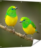 Gards Tuinposter Twee Groen Gele Zangvogels op een Tak - 100x100 cm - Tuindoek - Tuindecoratie - Wanddecoratie buiten - Tuinschilderij