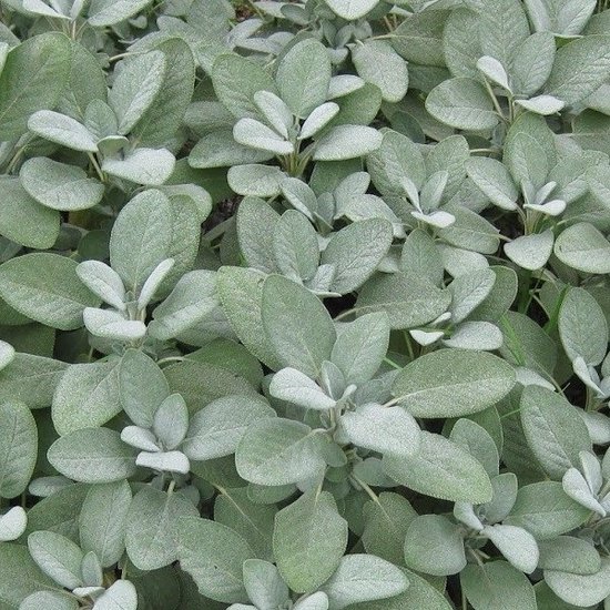 6x Salie grootbladig – Salvia officinalis ‘Berggarten’ – Pot 9x9cm