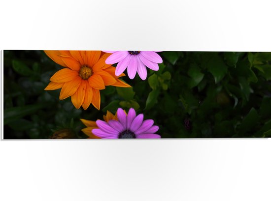 PVC Schuimplaat - Bovenaanzicht van Roze en Oranje Spaanse Margietjes Bloemen in de Struiken - 60x20 cm Foto op PVC Schuimplaat (Met Ophangsysteem)