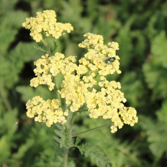 6x Duizendblad - Achillea ‘Credo’ - Pot 9x9cm