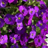 6x Randjesbloem - Aubrieta ‘Cascade Purple’ - Pot 9x9cm