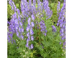 6x Monnikskap - Aconitum napellus - Pot 9x9cm